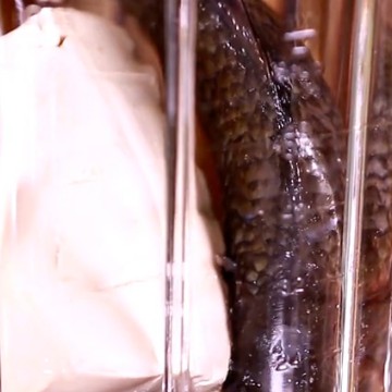 美的奥克斯西屋破壁机鱼汤做法视频